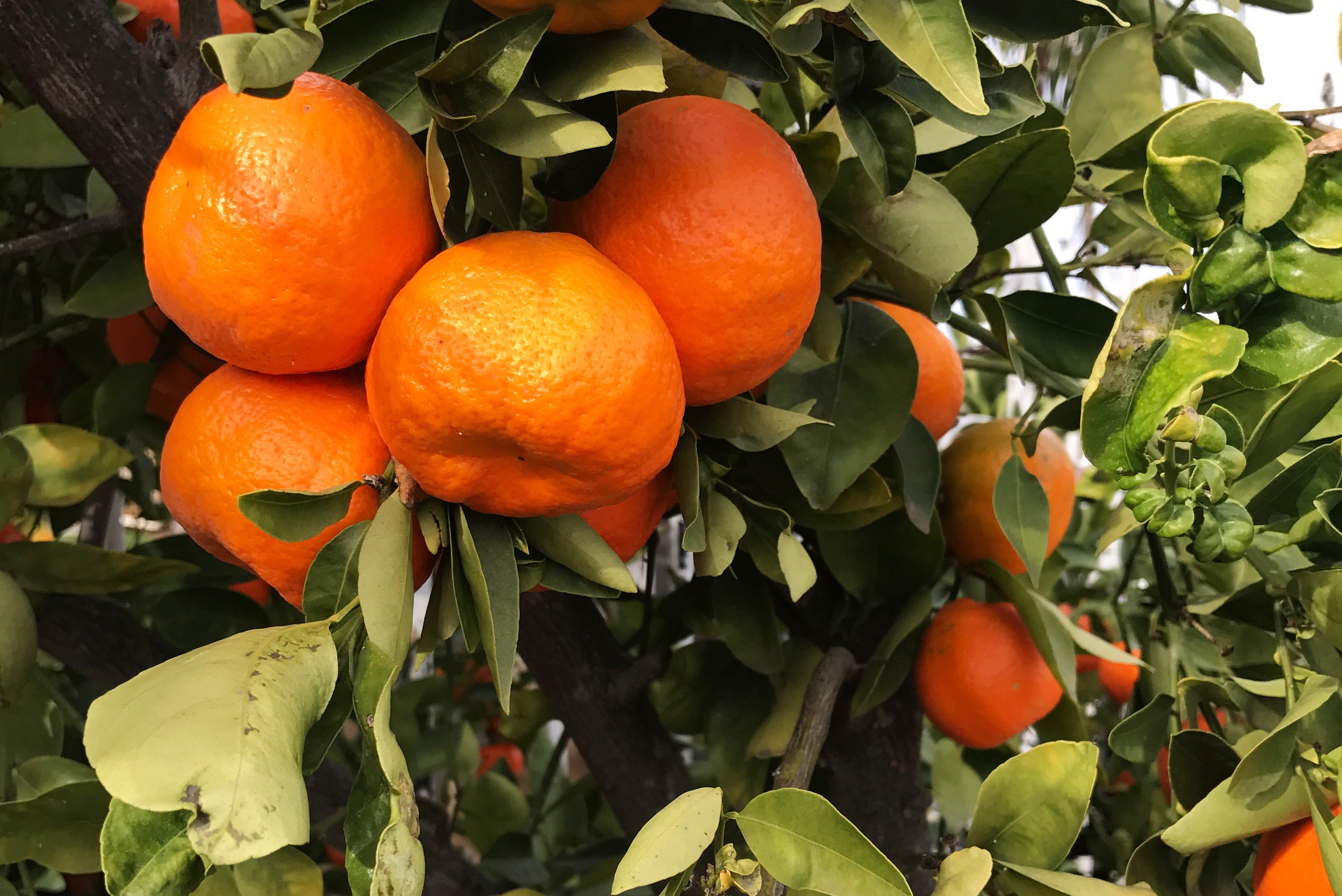 a-basket-of-tangerines-becky-morquecho