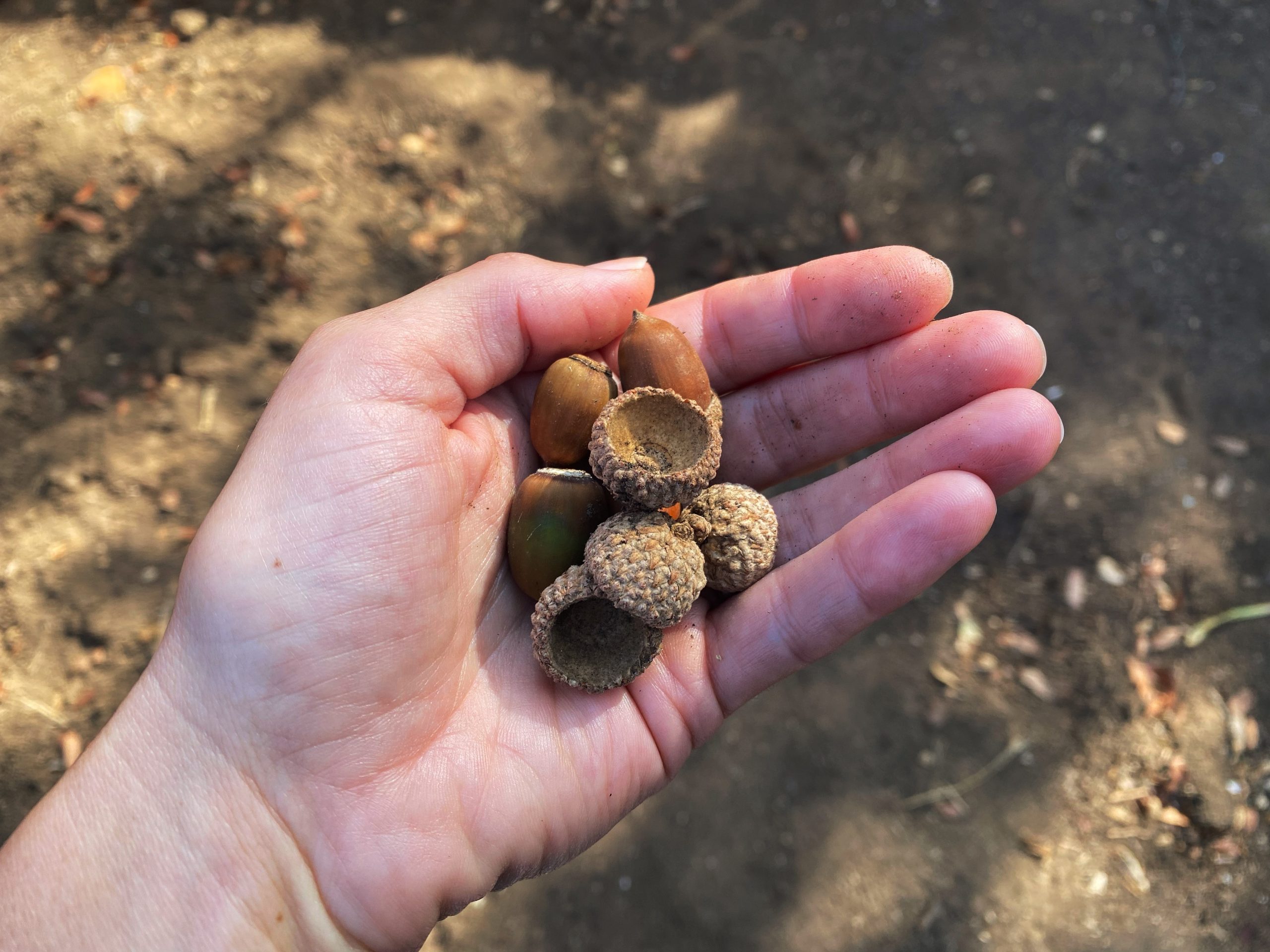 Acorns and First-grade Friendships